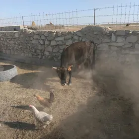 öküz
