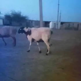 goç goýun