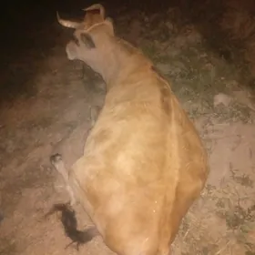 gysyr sygyr bakylan