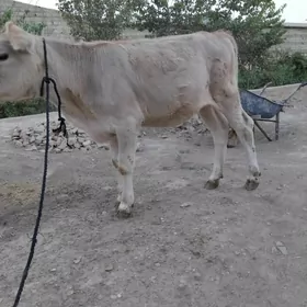 TÜWE TOHIM ŞWES MAL