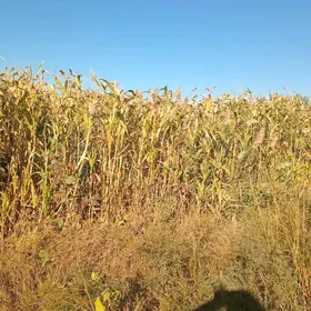 Mal üçin iýmlik jöwen oty.