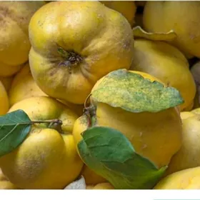 Спелые Айва