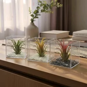 Тилландсия