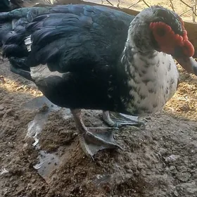 ördek