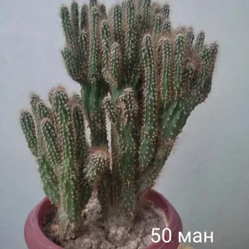 кактус
