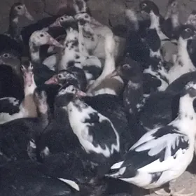 indawutga we towuk horaz