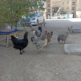 towuk dvoyka