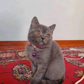 Pişik