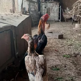 байсову товук