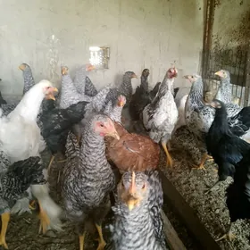 gigant towuk german paroda