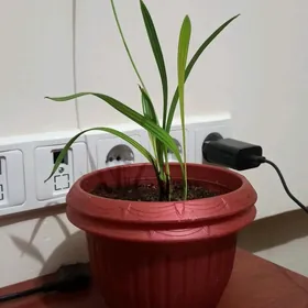 Hurma Финик Хурма Иран 5 штук