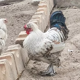 ,Horaz ,towuk, brama