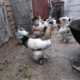 balgar towugyn yumurtgasy