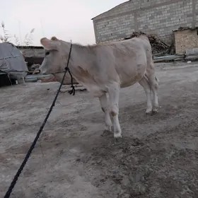 OKûz TÛWE SWES MAL TOHIM