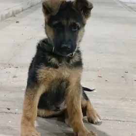 Güjik Owçarka