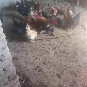 Towuklar