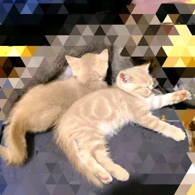 ШОТЛАНДСКИЕ КОТЯТА