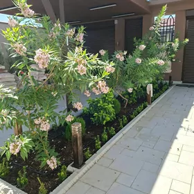 читальпа Ташкентская