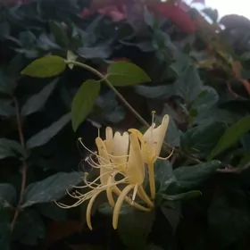 джасмин вьющийся