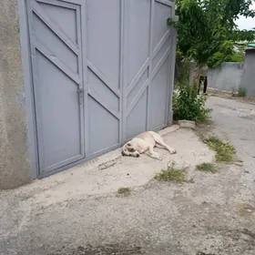 SATLYK BUZMEIN FINSKIY JAY