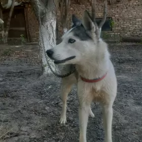 Хасико авчарка