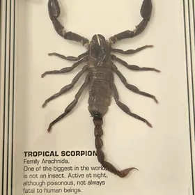 Тропические Скорпионы