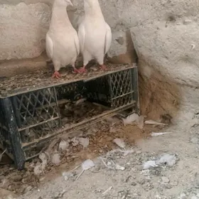 kepderi
