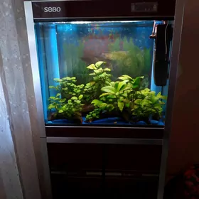 SOBO Akwarium