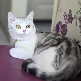 кошка прямо ушка