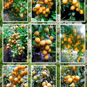 Limon sitilleri