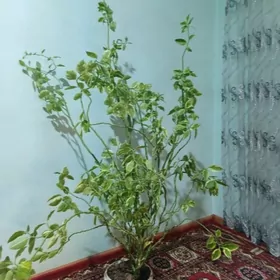 Agzybirlik Gül