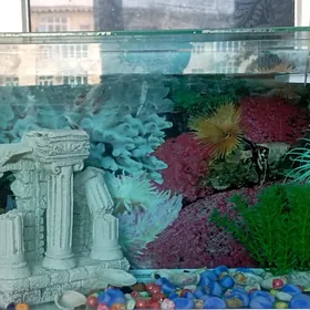 Akwaryum