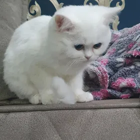 Шотландские страйты