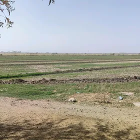 suwcy potratcy  dayhan komekci