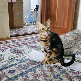 Bengal pisikler Бенгал кошки