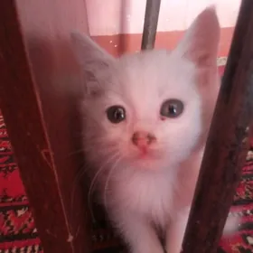 pishik