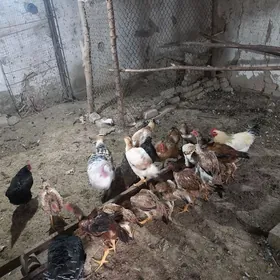 ундук тавук