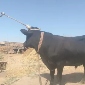 mesni okuz 1 yas 7aylyk