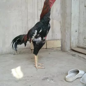 horaz