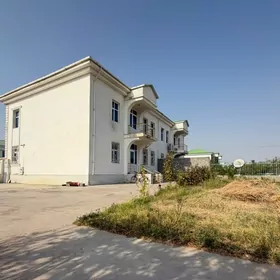 Taze zaman kotej