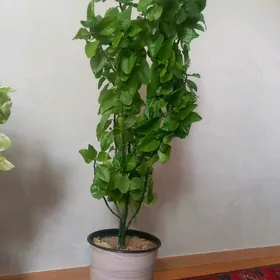 Gul