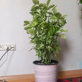 цветы