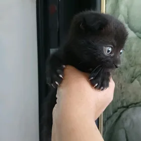 веслоухий котёнок