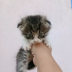 котёнок веслоухий