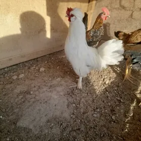 karlik