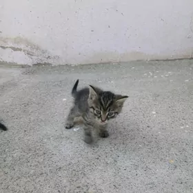 котёнок