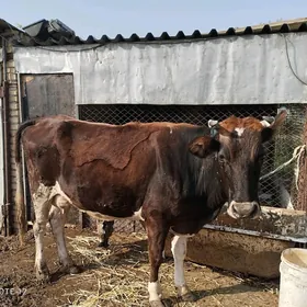 Сыгыр сагым ,