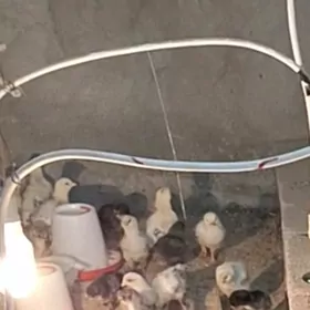 gok yumurtgan̈ jüjeleri