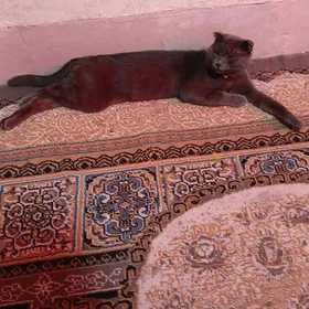 веслоухий кот