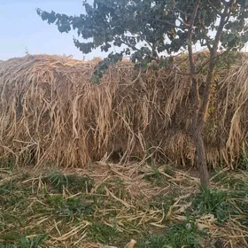 меке яш йорынжа